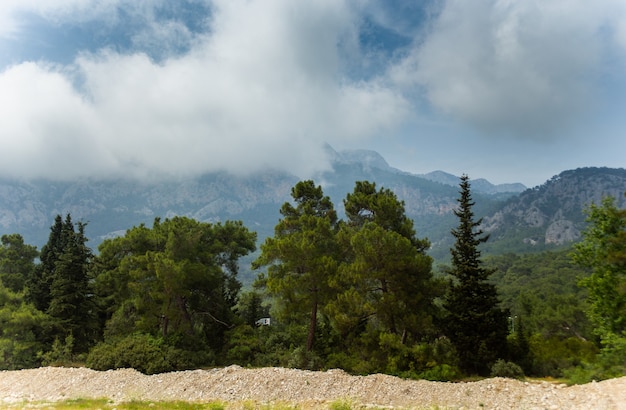 Alte montagne e verde pineta nel pomeriggio d'estate