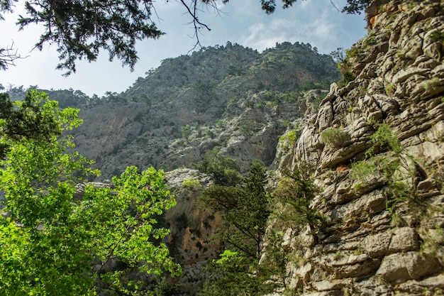 Alte montagne e verde pineta nel pomeriggio d'estate