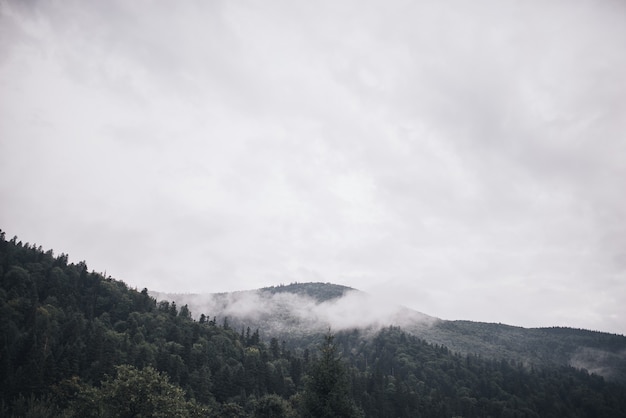 Alte montagne rocciose. La nebbia della foresta adagiata sulle cime degli alberi meteorologici sulle montagne. Clouded Mountainside e Evergreen Tree Scape.