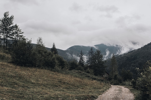 Alte montagne rocciose Nebbia della foresta posata sulle cime degli alberi