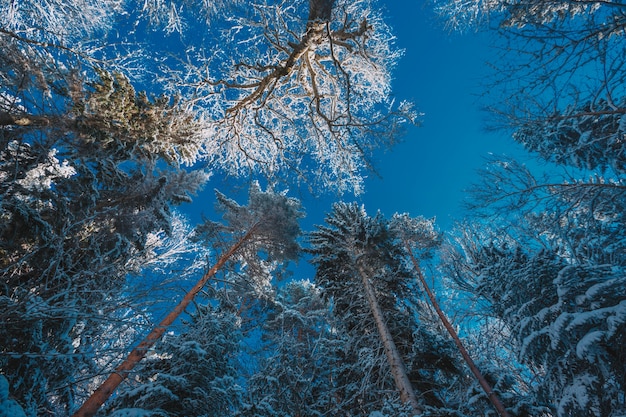 Alte montagne sotto la neve in inverno