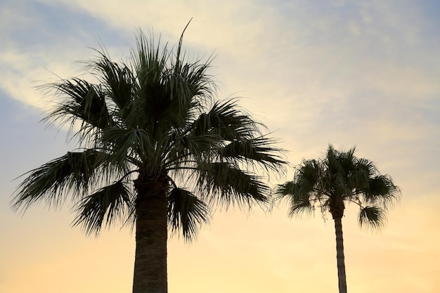 Alte palme contro il bel cielo