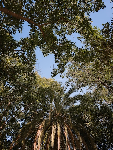 Alte palme contro il cielo blu brillante da sotto