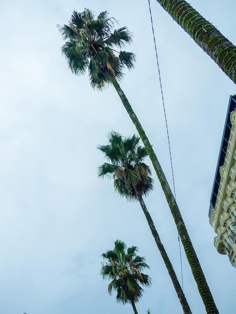 Alte palme contro un cielo nuvoloso Autunno nella località meridionale alberi tropicali in cattivo tempo Al Mar Nero