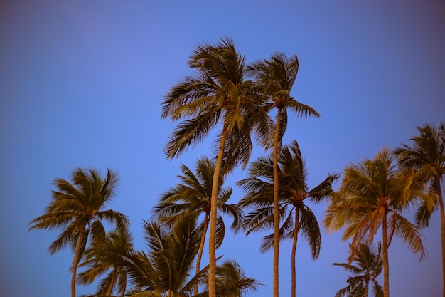 Alte palme da cocco contro un cielo blu scuro la sera su una costa tropicale