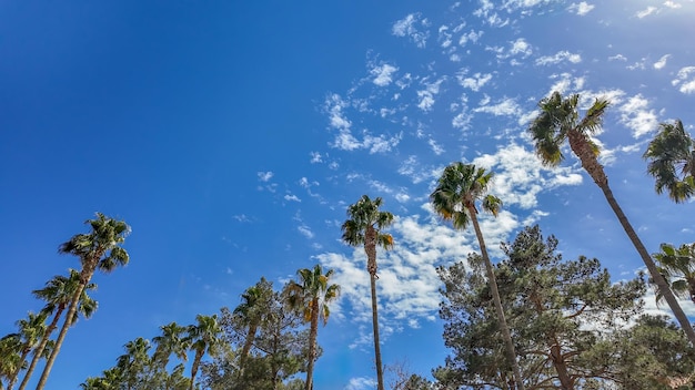 Alte palme sotto un cielo blu vivido punteggiato da piccole nuvole bianche e soffici