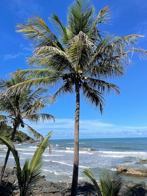 Alte palme sulle spiagge di Itacare Bahia sul sentiero delle 4 spiagge