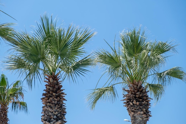 Alte palme tropicali contro il primo piano del cielo blu