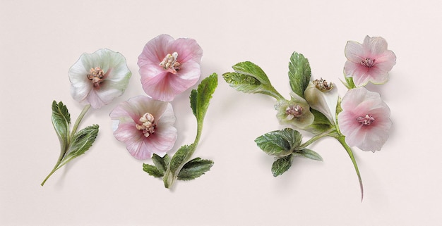 Altea (Althaea Officinalis). Illustrazione botanica su carta bianca. Le migliori piante medicinali