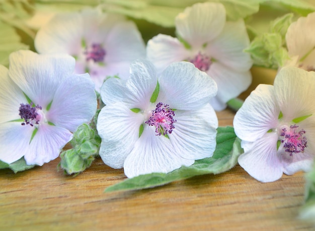 Althaea officinalis marshmallow