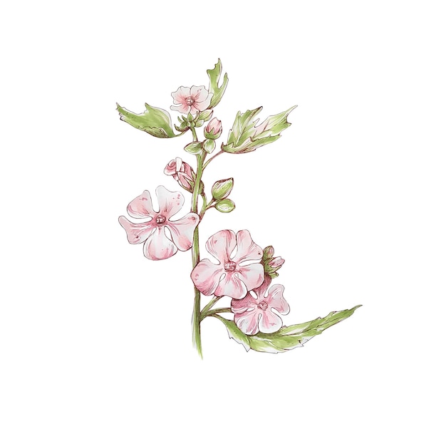 Althea, fiore rosa, stilizzazione, illustrazione del pennarello, illustrazione del disegno a mano, isolato su bianco