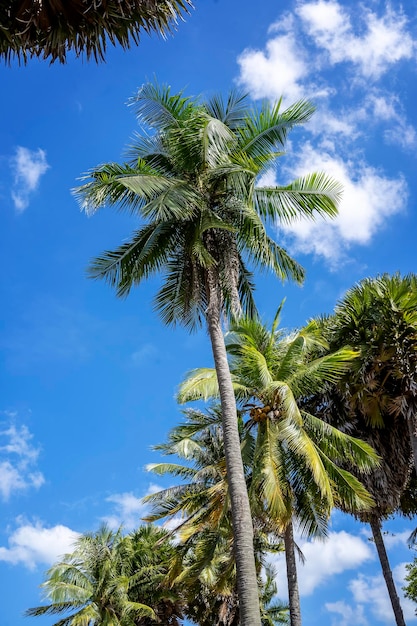 alti alberi di cocco e palme in posizione verticale verso il cielo blu sulla bellissima spiaggia tropicale della Thailandia