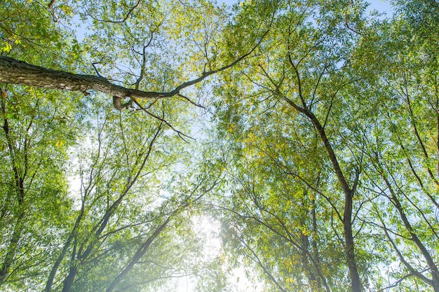 Alti alberi verdi nella foresta. Mattina nella foresta