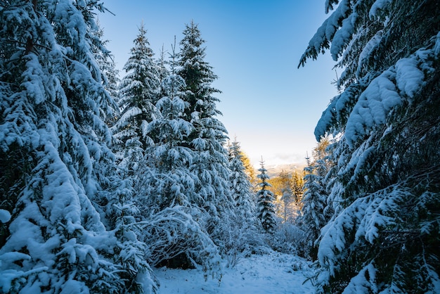 Alti e densi alberi di abete rosso crescono su un pendio innevato in montagna in una giornata nebbiosa invernale nuvolosa. Il concetto di bellezza del bosco invernale e delle aree protette