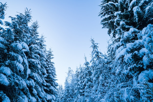 Alti e densi alberi di abete rosso crescono su un pendio innevato in montagna in una giornata nebbiosa invernale nuvolosa