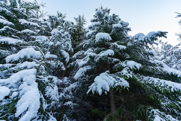 Alti e densi vecchi abeti crescono su un pendio innevato in montagna in una giornata nebbiosa invernale nuvolosa. Il concetto della bellezza del bosco invernale e delle aree protette