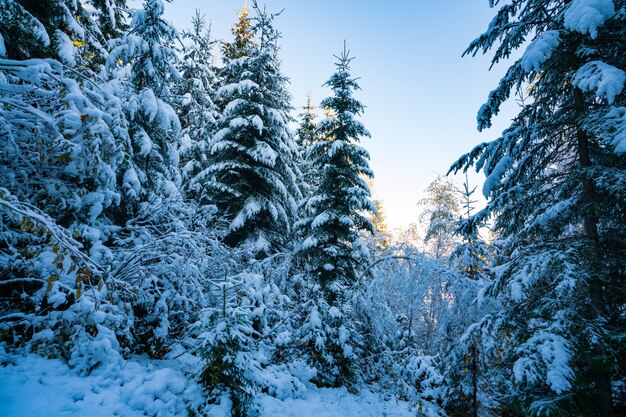 Alti e densi vecchi abeti crescono su un pendio innevato in montagna in una giornata nebbiosa invernale nuvolosa. Il concetto della bellezza del bosco invernale e delle aree protette