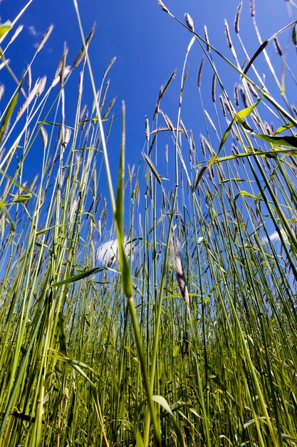 Alti germogli di grano verde prima della maturazione contro il cielo blu, primo piano contro l'inizio dell'estate del cielo