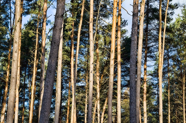 Alti pini che crescono nella foresta, illuminati dalla luce solare