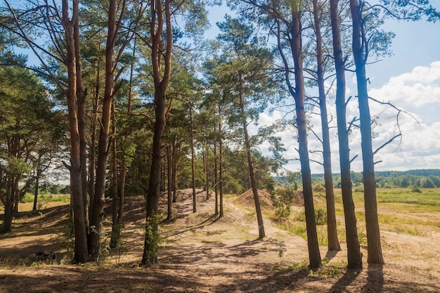 Alti pini nella foresta in una giornata di sole estivo contro il cielo blu.