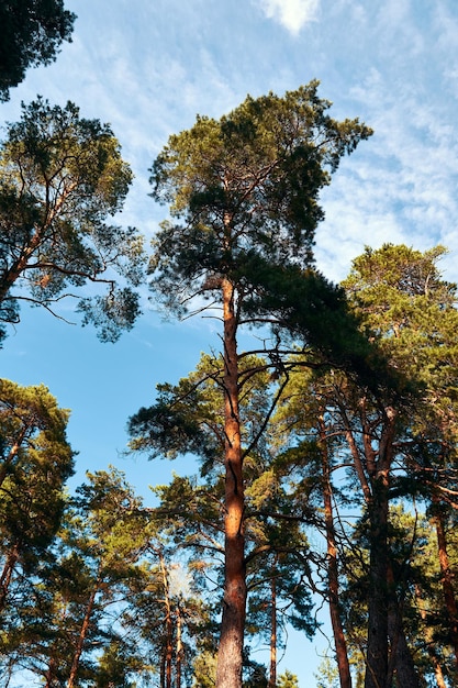 Alti pini sempreverdi contro il cielo foresta di pini in un giorno d'estate