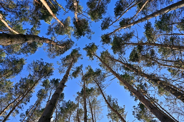 Alti pini si estendono verso il cielo Corone di alberi contro il cielo Vista dal basso