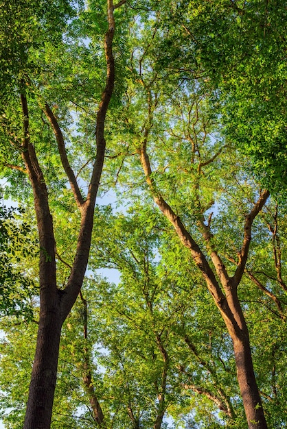 Alti rami di alberi verdi