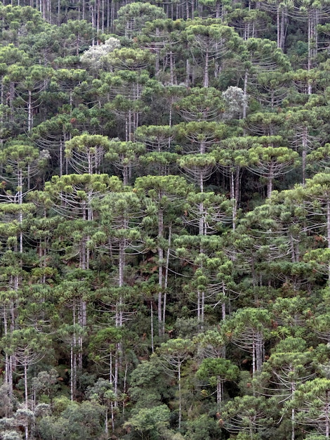 Altitudine brasiliana più forrest