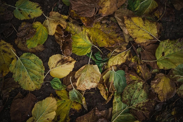 Alto angolo vicino colpo di foglie colorate sul terreno di terra Giallo e verde