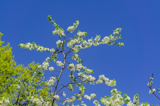 Alto vicino di fioritura del ciliegio. Fogliame di primavera.