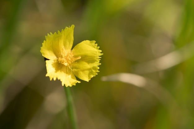 Alto vicino di macro, erba osservata gialla alta, fiore giallo in Tailandia