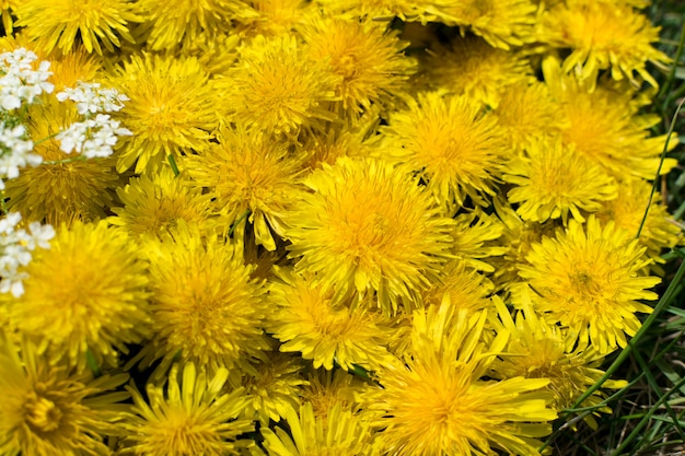 Alto vicino giallo naturale del modello o di struttura del fiore del dente di leone