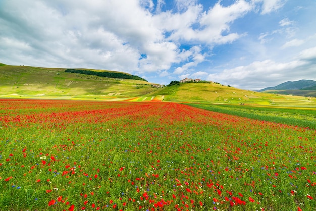 Altopiani di Castelluccio di Norcia Italia campi coltivati fioriti turistica famosa pianura fiorita colorata negli Appennini Agricoltura di colture di lenticchie e papaveri rossi