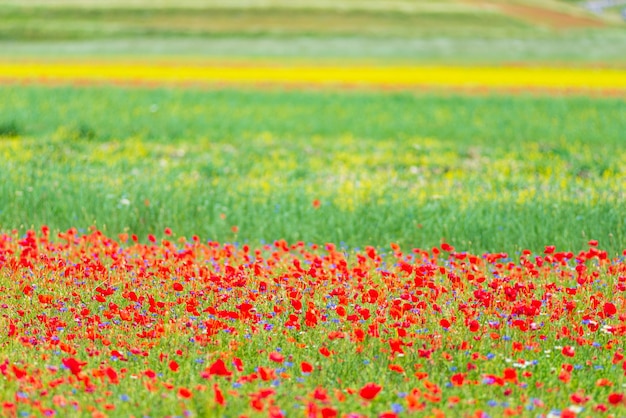 Altopiani di Castelluccio di Norcia, Italia, campi coltivati in fiore, famosa pianura fiorita colorata turistica negli Appennini. Agricoltura di colture di lenticchie e papaveri rossi.