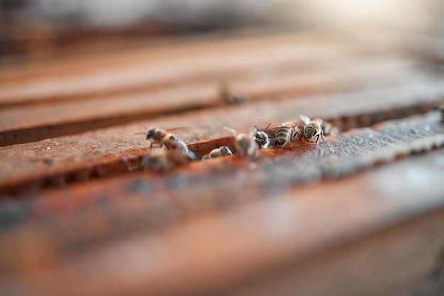 Alveare delle api e sfondo della sostenibilità dell'agricoltura del miele e della produzione di produzione biologica e dell'ambiente ecologico Processo di agricoltura dell'apicoltura del primo piano e insetti e insetti a nido d'ape in natura