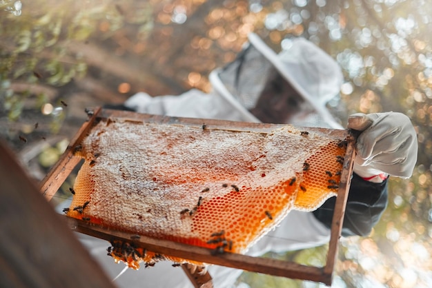 Alveare di api da miele e contadino apicoltura o giardiniere in natura con insetti che lavorano Sostenibilità raccolta naturale ecologica e biologica di prodotti alimentari con agricoltura eco-nutrizionale