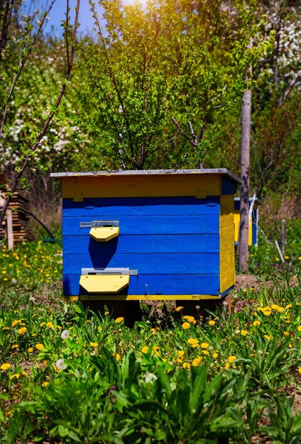 Alveare per api nel giardino primaverile