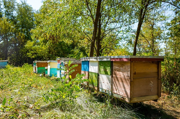 Alveari di diverse dimensioni e colore stanno nell'apiario circondato da alberi. Giorno d'estate Nessun popolo