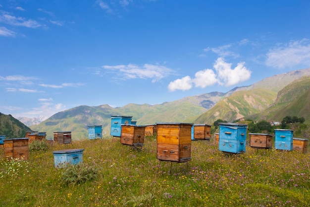 Alveari in legno sullo sfondo delle montagne Alveari in un prato di fiori colorati