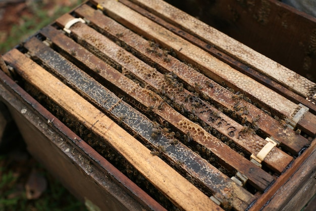 Alveari in un apiario con api che volano alle tavole di atterraggio, Cornici di un alveare.