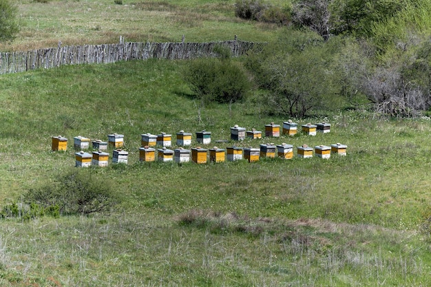 Alveari sulla montagna in Patagonia Argentina.