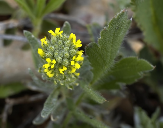 Alyssum alyssoides è una specie di pianta erbacea della famiglia delle Brasicaceae piccola erba annuale