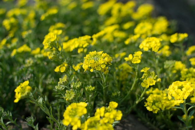 Alyssum repens, giallo alyssum, fiori d'oro di alyssum