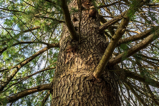 Alzando gli occhi al tronco di un grande albero alto nella foresta