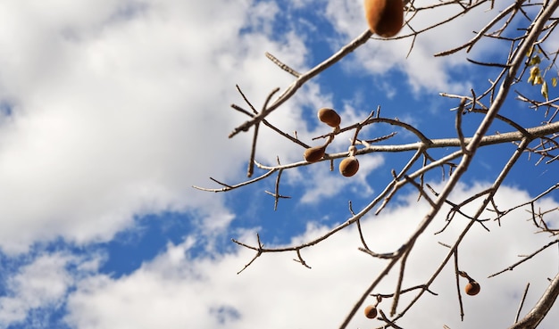 Alzando lo sguardo sull'albero di baobab, solo poche foglie, ma frutti sui rami, contro il cielo blu