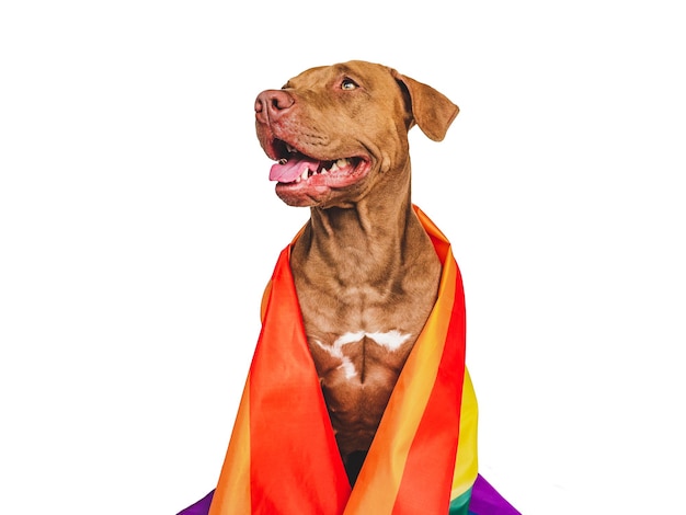 Amabile bel cane e bandiera arcobaleno Closeup