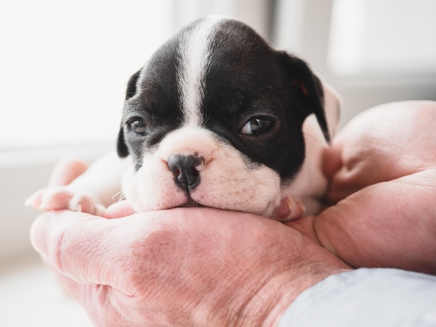 Amabile grazioso cucciolo e mani maschili Studio fotografico