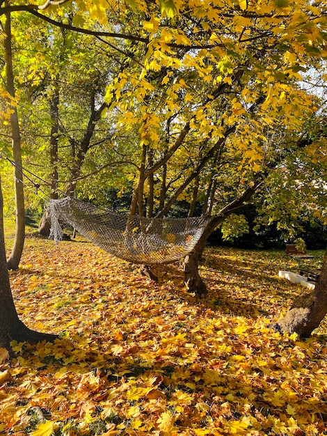 Amaca nel parco autunnale Foglie gialle in un'amaca