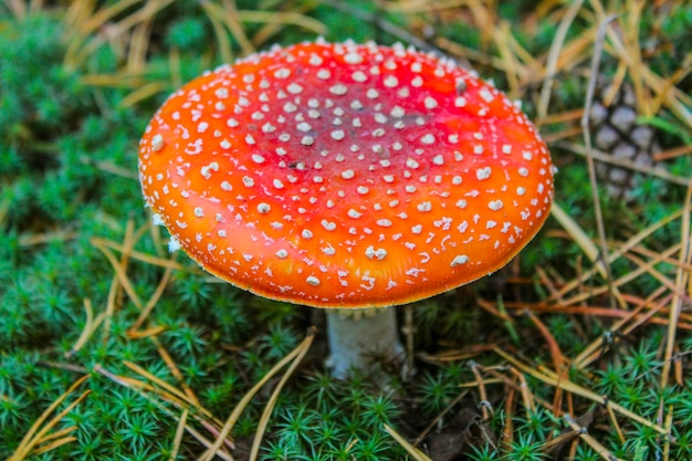 Amanita con il cappello a macchie rosse nella foresta