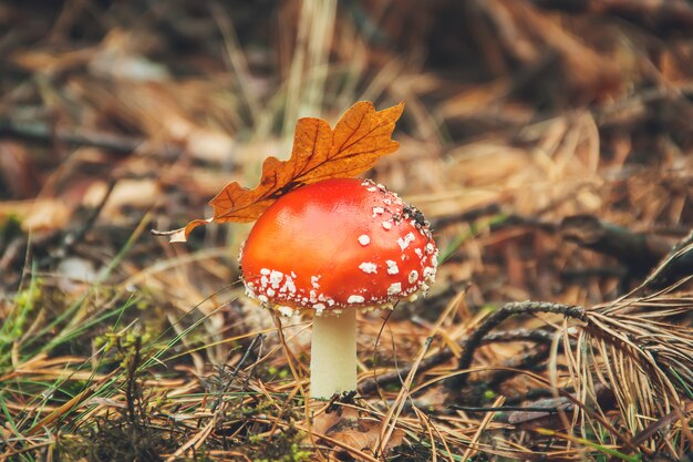 Amanita di funghi nella foresta. Messa a fuoco selettiva